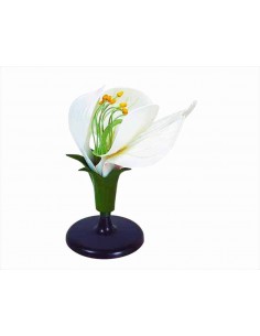 Floare de Mazare