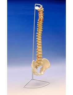 Coloana vertebrala cu bazin