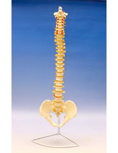 Coloana vertebrala cu bazin 2