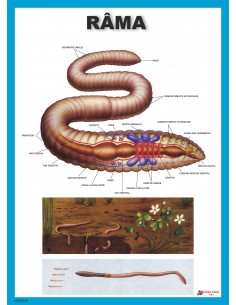 Rama - Lumbricus terrestris