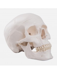 Craniu uman Clasic - 3 parti