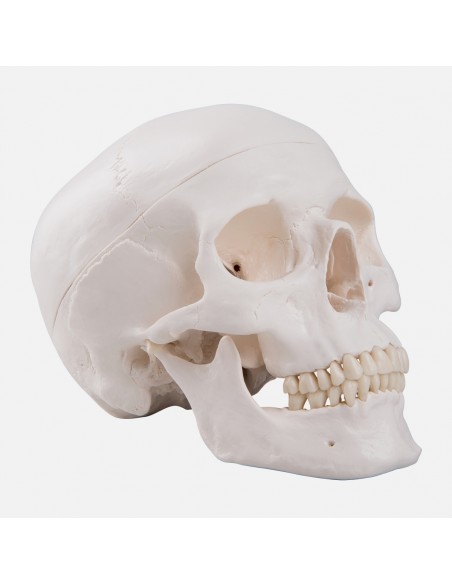 Craniu uman Clasic - 3 parti Craniu uman Clasic - 3 parti
