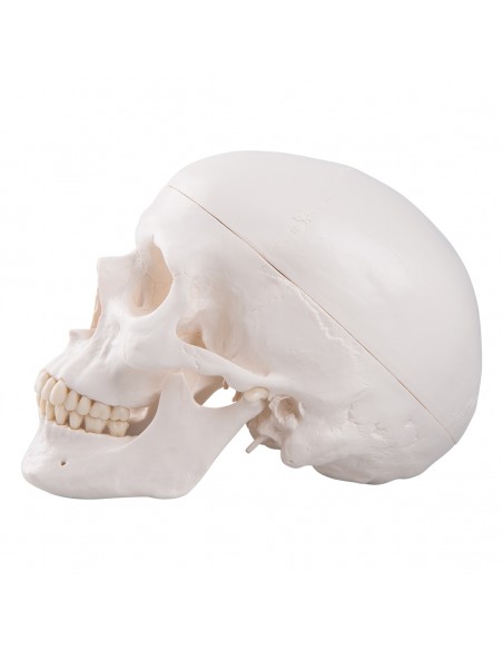 Craniu uman Clasic - 3 parti Craniu uman Clasic - 3 parti