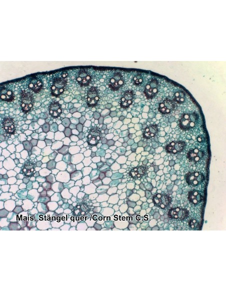 Set preparate microscopice Set preparate microscopice