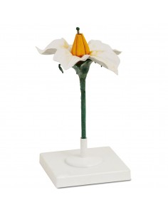 Floarea de cartof