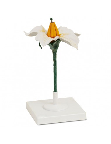 Floarea de cartof