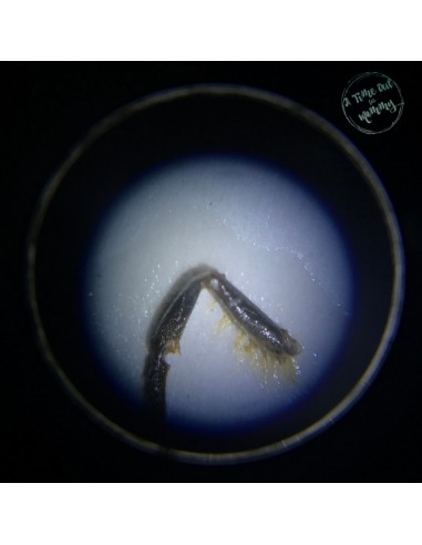 Microscop stereo WOW 50x