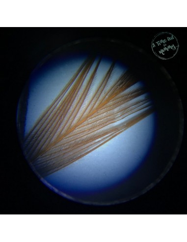 Microscop stereo WOW 50x