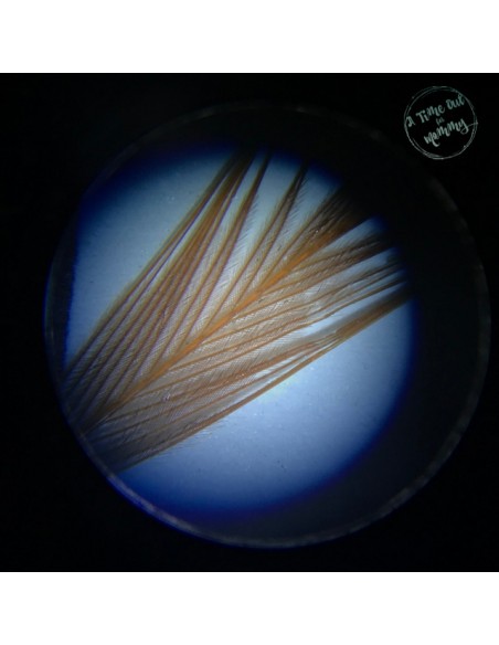 Microscop stereo WOW 50x Microscop stereo WOW 50x
