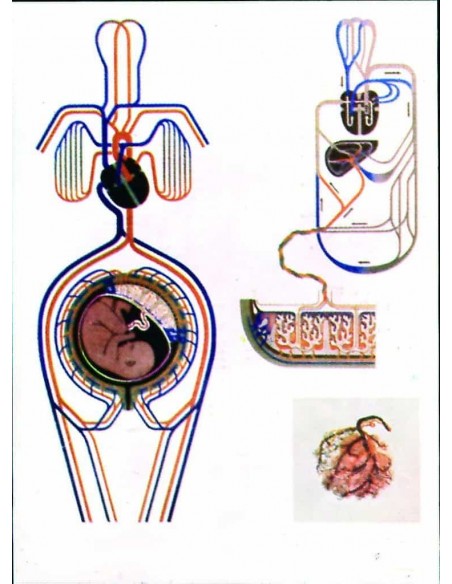 Circulatia materna si fetala in timpul sarcinii