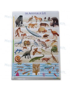 Evolutia vietii