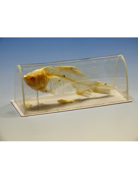 Schelet de peste in vitrina