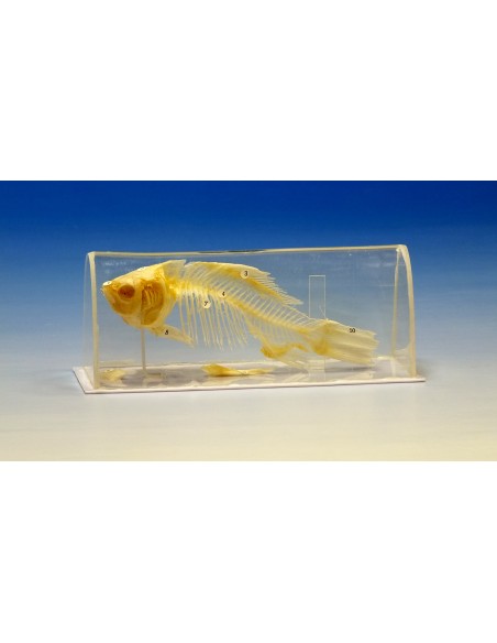 Schelet de peste in vitrina