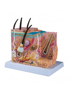 Sectiune piele marita de 105x