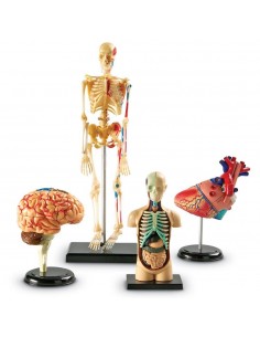 Set 4 modele anatomie