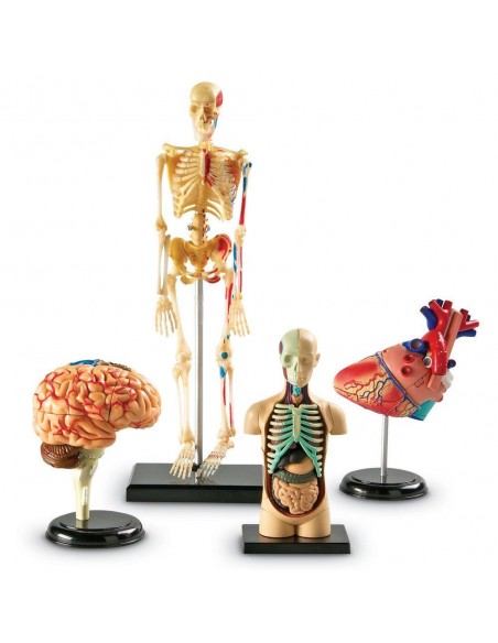 Set 4 modele anatomie