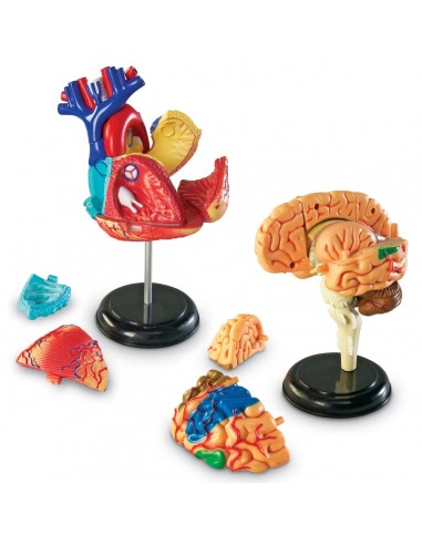 Set 4 modele anatomie