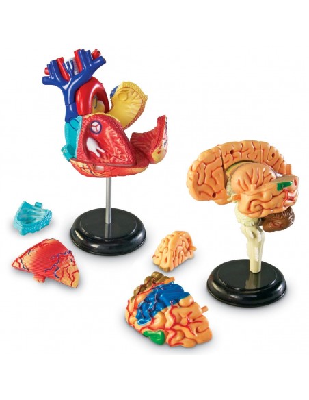 Set 4 modele anatomie