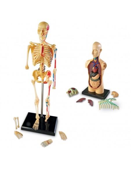 Set 4 modele anatomie