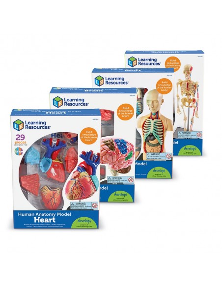 Set 4 modele anatomie