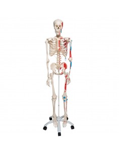 Schelet uman cu vizualizare sistem muscular pe suport cu role