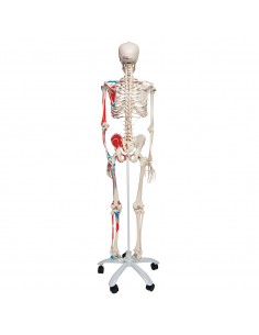 Schelet uman cu vizualizare sistem muscular pe suport cu role 2