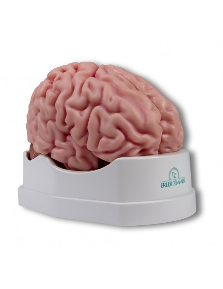 Encefal -din 5 parti- cu detalii