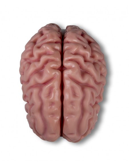 Encefal -din 5 parti- cu detalii