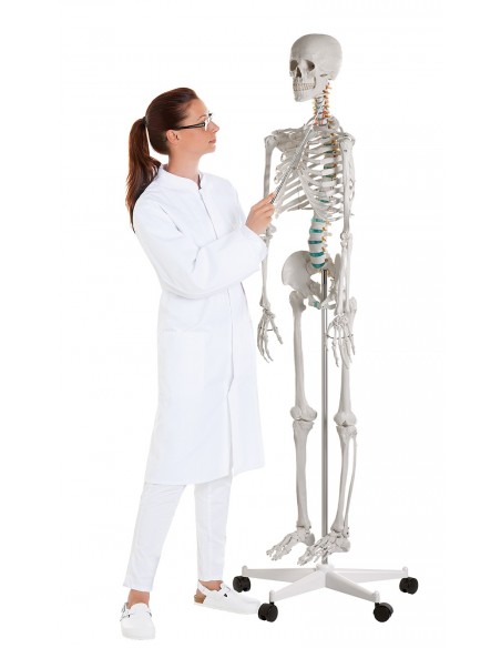 Schelet didactic - marime naturala Schelet didactic - marime naturala