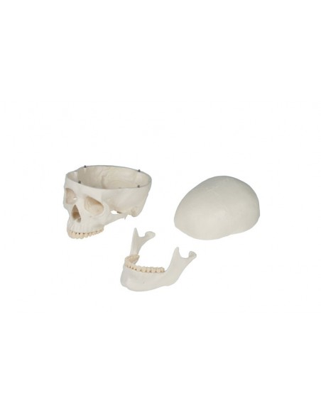 Schelet didactic - marime naturala Schelet didactic - marime naturala