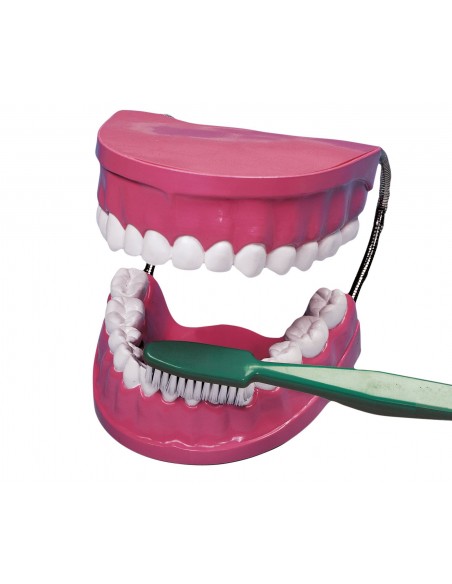 Mulaj Igiena dentara Mulaj Igiena dentara