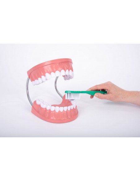 Mulaj Igiena dentara Mulaj Igiena dentara