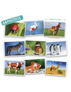 Fotografiile Animalelor