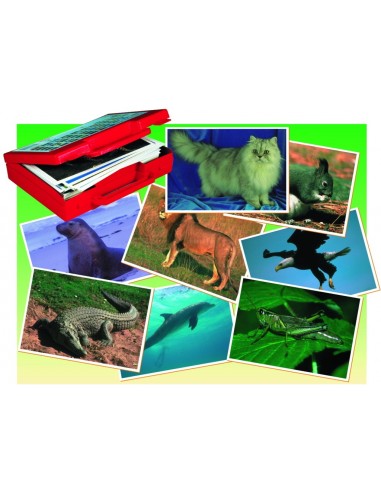 Fotografiile Animalelor