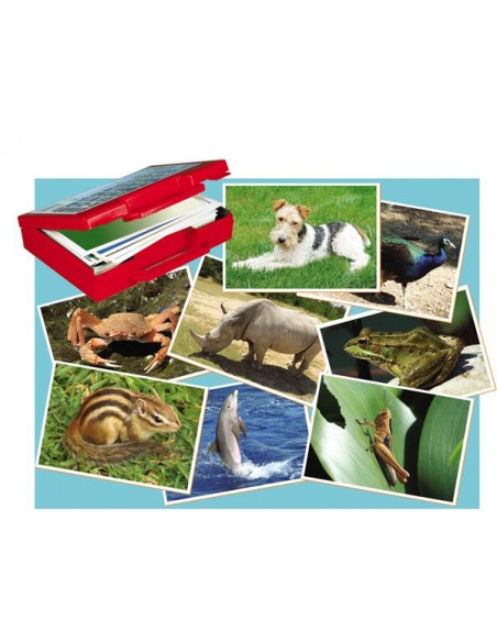 Fotografiile Animalelor Fotografiile Animalelor