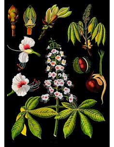 Castanul salbatic