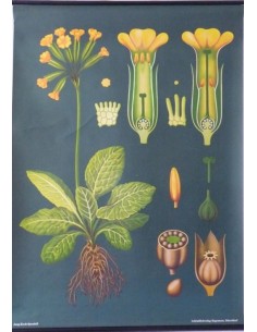 Ciubotica cucului