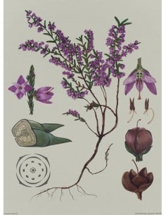 Ericacee - Coacaze de munte