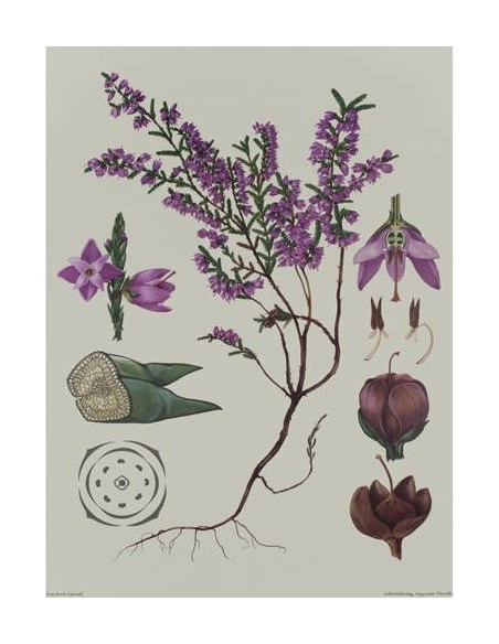 Ericacee - Coacaze de munte