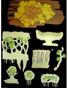 Licheni