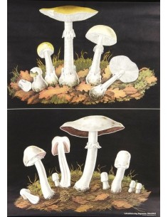 Ciuperci