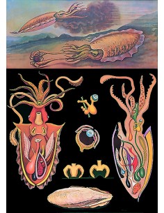 Cefalopode