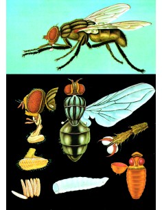 Musca
