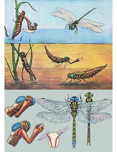 Libelula