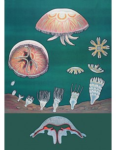 Meduza