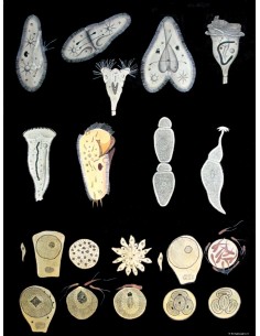 Protozoare II