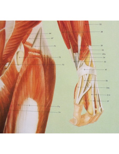 Sistemul muscular - fata