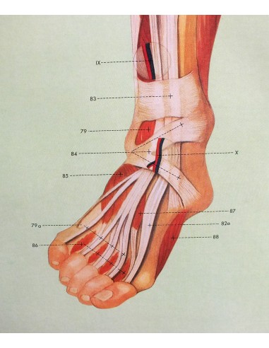 Sistemul muscular - fata