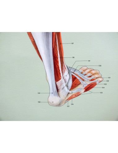 Sistemul muscular - spate