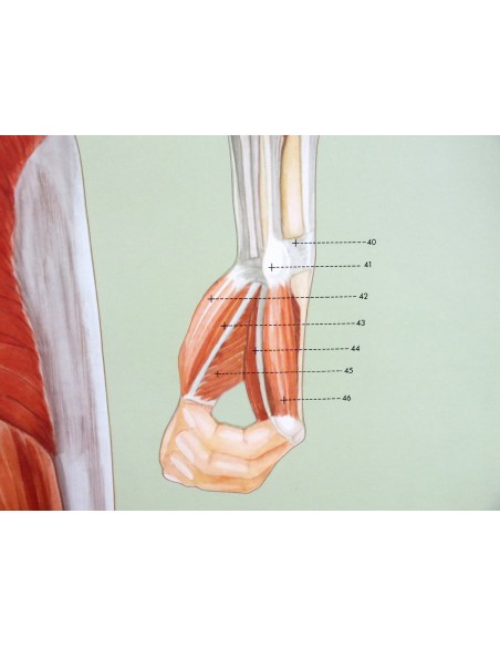 Sistemul muscular - spate